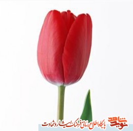 «شهید مسلم حاج محمدی»