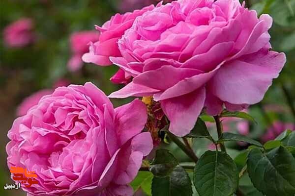 نذر گل محمدی برای موزه شهدای اردبیل