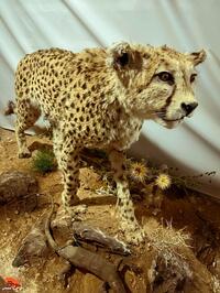 تصاویری از محل برگزاری دومین کنگره ملی بزرگداشت سه هزار شهید استان سمنان