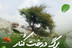 صوت| «برگ درخت کُنار»